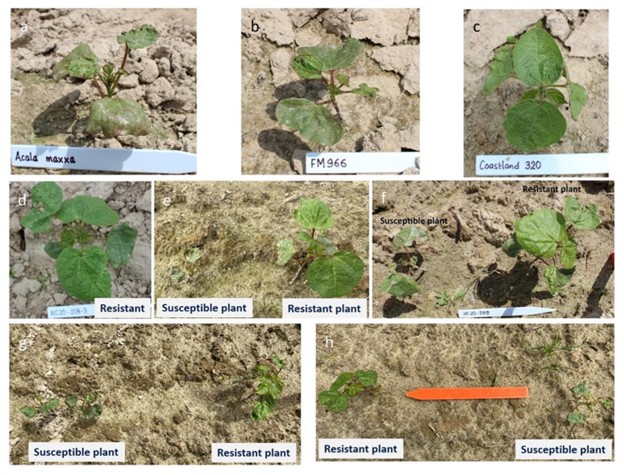 Screening of parental accessions along with their BC2F1 derivatives for thrips response at Upper Coastal Plain Research Station (UCPRS), Rocky Mount, NC in summer 2020.  Upland cotton cultivars Acala Maxxa (a) and Fiber Max 966 (b) displaying susceptible phenotype and Pima cotton cultivar Coastland 320 (c) exhibiting resistant phenotype in the field. Some BC2F1 lines exhibited resistant phenotype (d) and some lines segregated for resistant and susceptible phenotypes in response to thrips infestation (e, f, g, & h).