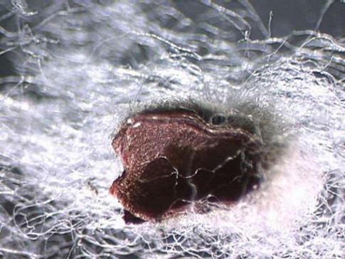 An example of seed coat fragments from the chalazal end of the seed breaking off during the ginning process.