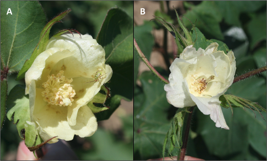 Dirty flowers associated with tarnished plant bug (TPB) damage: A.  Normal shaped bract flower with a TPB nymph and less than 50% damaged anthers; B.  Frego-bract flower with more than 50% damaged anthers.