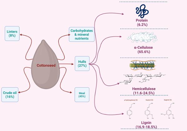Components of cottonseed, which include linters (8%), crude oil (16%), meal (45%), and hulls (27%). Hulls, a major lignocellulosic biomass in cottonseed, comprise protein (6.2%), α-cellulose (65.6%), hemicellulose (11.6-24.5%), and lignin (16.9-18.5%) (numerical values are taken from Dukare et al., 2023; Li et al., 2001).