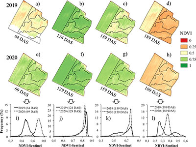 NDVI images from Sentinel-2 along the (a, b, c, d) 2019 and (e, f, g, h) 2020 cotton seasons at different days after sowing (DAS). Internal lines delineate the application zones (Fig. 2). NDVI frequency distributions (i, j, k, l) are compared at similar DAS for the two seasons.