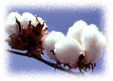 Cotton