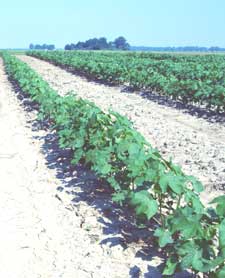 Cotton Seedlings