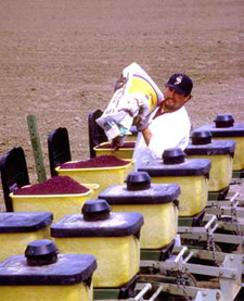 Planting