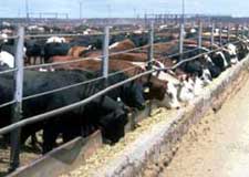 Cattle Feeding
