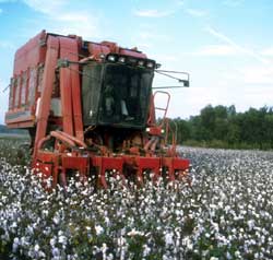 Cotton Harvester