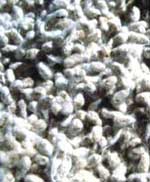 cottonseed