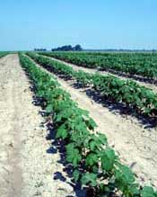 Cotton Harvest Time: Learn When To Harvest Cotton Grown At Home