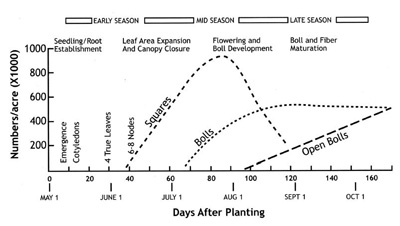 Cotton Growth Stage Chart