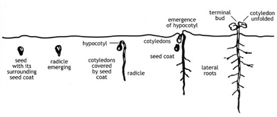 Cotton Growth Stage Chart