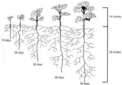 Cotton Growth Stage Chart