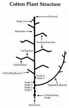 Cotton Growth Stage Chart