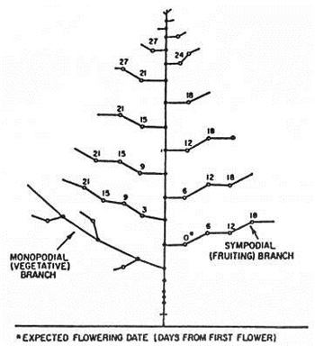 Cotton Growth Stage Chart