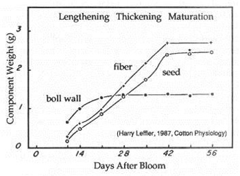 Cotton Growth Stage Chart