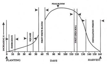 Cotton Growth Stage Chart