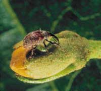 Photo of a boll weevil