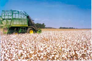 Photo of a cotton picker