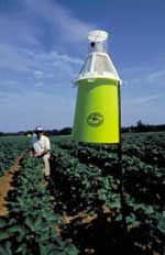 Photo of a boll weevil trap