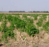 cotton in corn