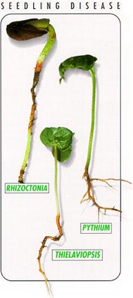 Rhizoctonia, Pythium, and Thielaviopsis examples.